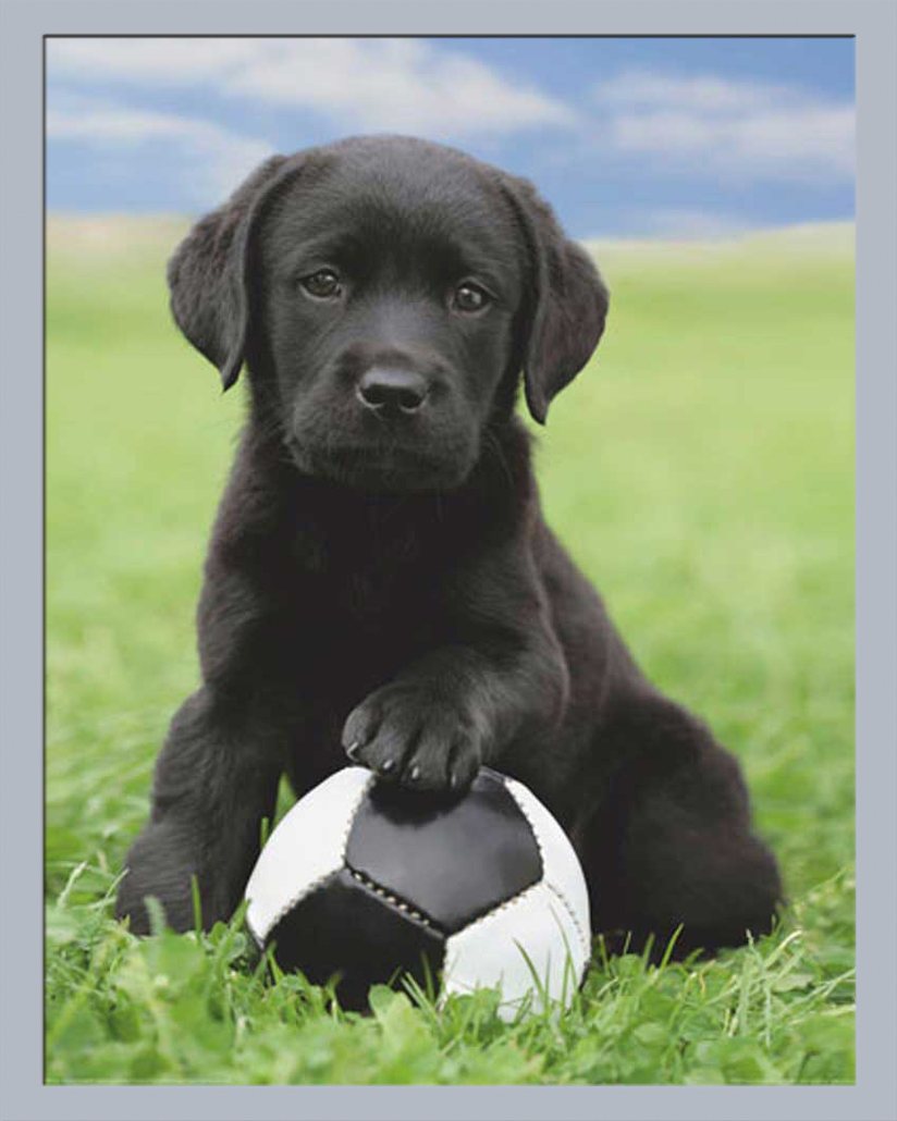 Hunde Fussballer Labrador Welpen Plakat Mini Poster Druck eBay